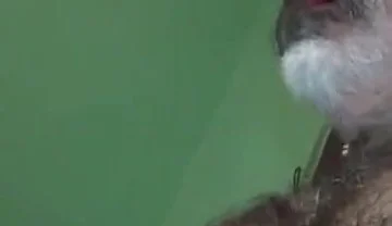 Loboibérico & Daddy Chris Barebacks a Fag