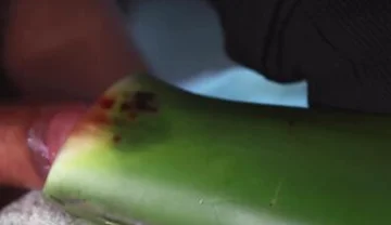 Jerking Off With Aloe Vera Ultil I Nut A Thick Load