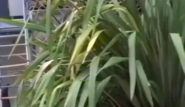 Romantik used raw by the straigth boy Vlad Castle