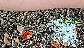 Compilation Pisses Urine by Master David