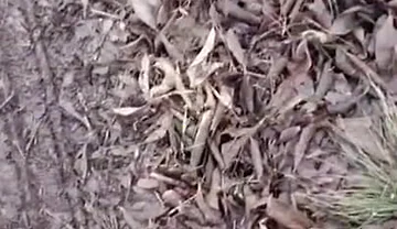 I Caught a Passenger Jerking off in the Back Seat, and I Fucked Him for It and Left Him on the Highway