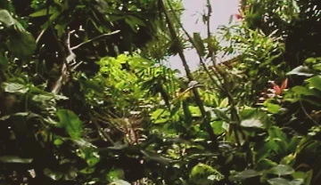 Gay Island Scene-2_two Muscular Gay Men Fucking Hard in the Jungle