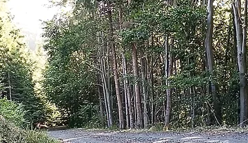 Scooter Rider Outdoor Masturbation