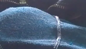 Something Little to Show for It