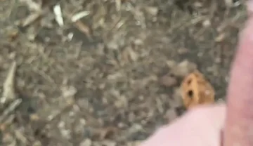 Solo Jerking off