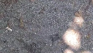 Seaside Sex