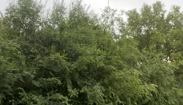 Jerking in the Woods
