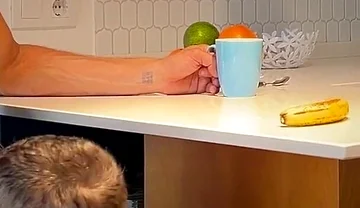 I Secretly Suck My Best Friend While My Wife Isn't Watching - His Dick Squirts Hard in My Mouth