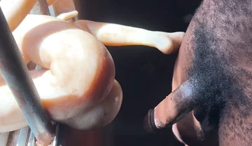 The Prisoner Cum Hard Needed to Help Cum More