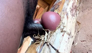 Ass Is Very Sweet in My Prison Room