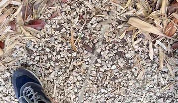 Peeing in the Garden