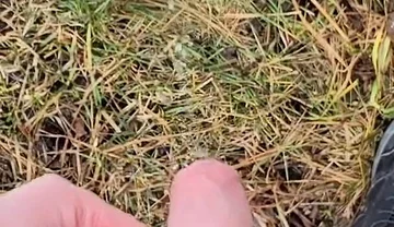 A Bit Risky Peeing - POV Outdoor Male Pee During a Nature Walk