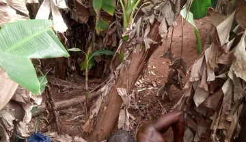 The Valentine Have Leash One Plantain Most Dick Hole