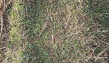 Gay Boy Outdoor Night Pussy Hole Sucking