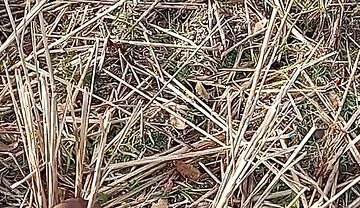 Bhabhi Gay Boy Outdoor Masterbate Pussy Hole