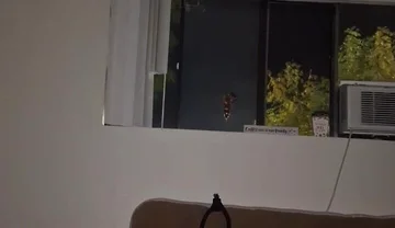 Late Night Dildo & Wank Sesh