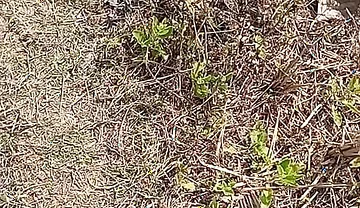 Outdoor Fucking Anal and Pussy Gay Boy