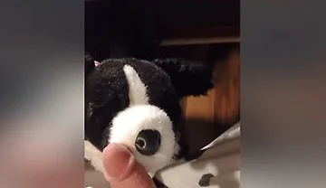 Border Collie Plushie Licks And Makes Onesie Pubby Cum!