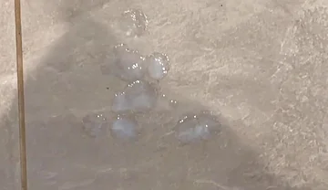 My Mate Watched My Jerk off and Cum in a Busy Supermarket