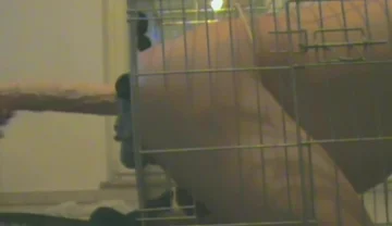 Slave in Cage Gets Anal Used