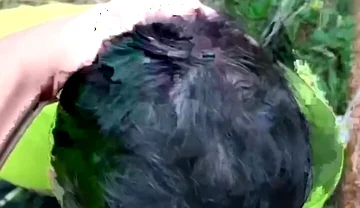 Two Males of Large Piroca Making Blows in the Forest.