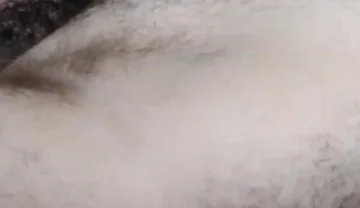 Thick Hairy Bear Tops Trade Sloppy Head and Cum