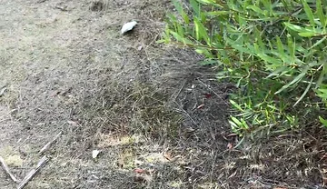 Cruising Adventures: Ep. 3, Madrid Outdoor Suck and Fuck Latino Guy and His Boyfriend