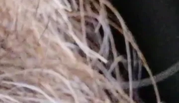 Kissing, Spitting on and Fucking My Stunt Mouth