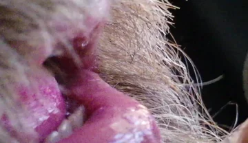 Kissing, Spitting on and Fucking My Stunt Mouth