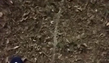 Outdoor Sex, of All Sexualities, Is Now Allowed in My Condominium