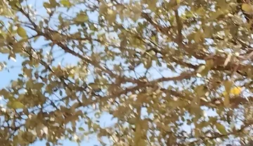 Me in the Park Alone Giving Pleasure to Till I Get Milk