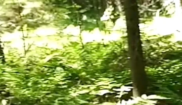 Chubbby Adventurer Forest Trips Over the Years