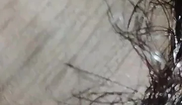 Indian Desi Boy Penis