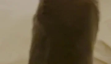 Nothing Stops Me From Wanking to Porn Daily