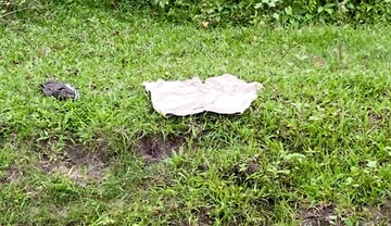 Enjoying Alone in Jungle Indian Young Boy