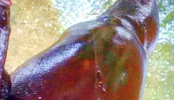 A Huge Dick Ready for Your Ass and Pussy