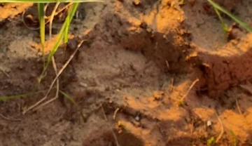 Wanna Taste All of My Cum?