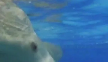 Indoor Public Pool Solo Uncut Nude Fit Man Swimming