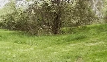 Jockstrap Park Tease: Muscular Asian Hunk Flexes, Fucks the Grass & Explodes in Cum