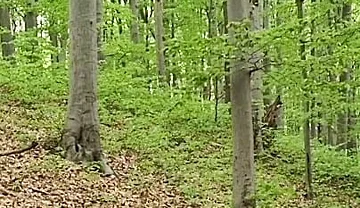 I Chase Him Through the Leaves