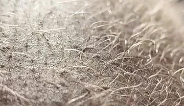 Ginger Fur