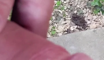 Big Uncut Cock Close up Outdoor Masturbation Wearing Denim Shorts - Rockardglans