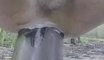 Extreme Pleasure
