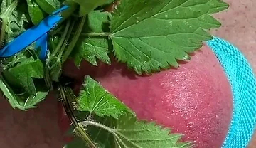 Cum with Nettles Inside Dick