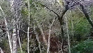 I Went to the Waterfall and Showed off Before Someone Came and Caught Me.