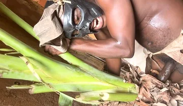 African Jujujar Bangcum