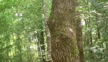 Once Again in the Forest