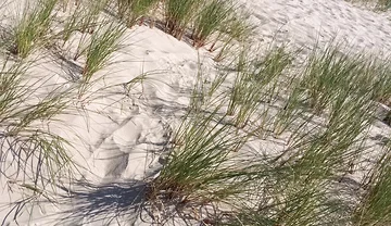 Hot Dilf Nude Beach Big Cock Showing off in the Dunes - Rockardglans