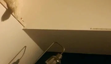 Trying the New Lights