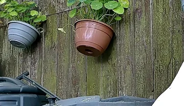 Live Outdoor Strip,dildo and Sounding Show with Cum